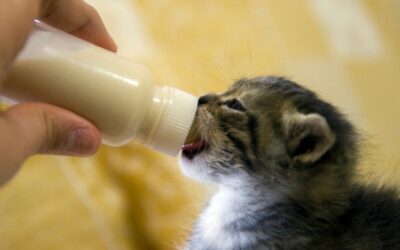 How to Wean Puppies and Kittens