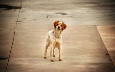 Qué hacer si encuentra animales huérfanos