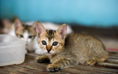 How To Care For Orphan Kittens Or Puppies