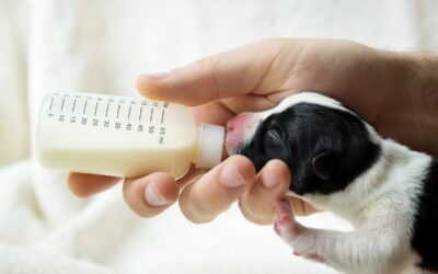 How to Identify When a Kitten or Puppy Needs Help Feeding