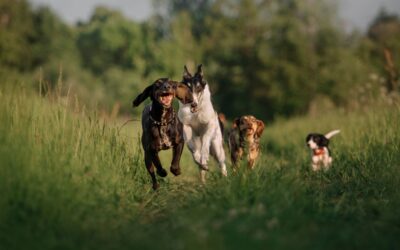 Qué hacer si encuentra animales huérfanos
