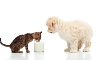 The Importance of Species-Specific Nutrition: Why Cows’ Milk Isn’t Enough for Puppies and Kittens