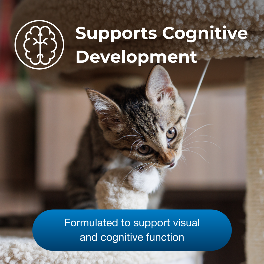 Supports Cognitive Development