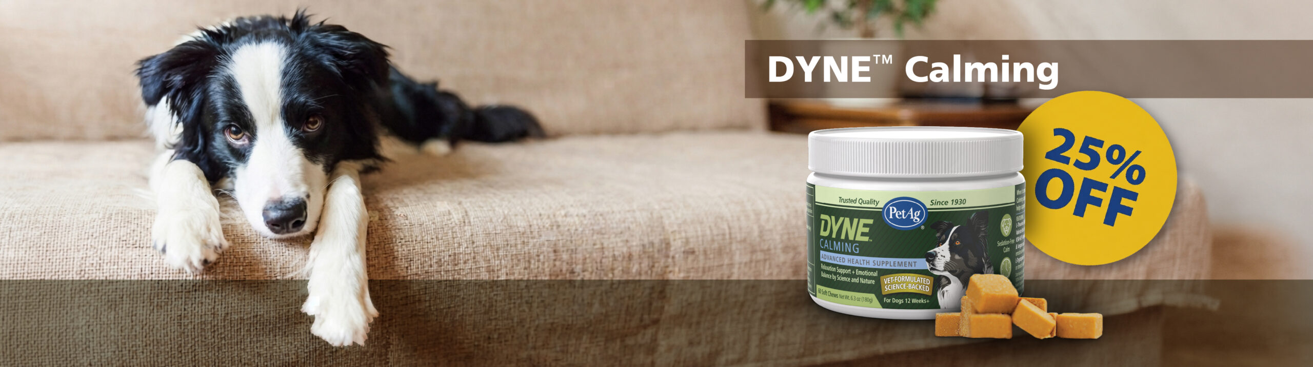 cute dog on couch - 25% Off Dyne Chews for dogs